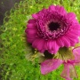 fushia gerbera met minigerbera's roos lint en limoengroene gelparels