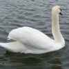 brenda