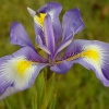 Iris
